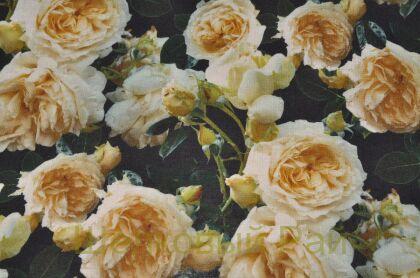 Ткань вискозная с шерстью "Blumarine" (д-675)