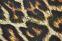 Трикотаж вискозный "Just Cavalli" г-221